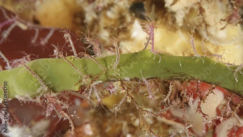 Colony of skeleton shrimps Caprella sp. attached to algae, order Amphipoda. Omnivorous, feeding on diatoms, detritus, protozoans, and crustacean larvae. White sea photo