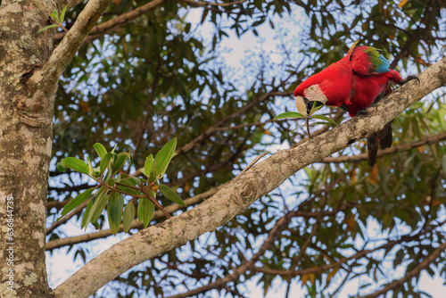 green and red macaw in a branch