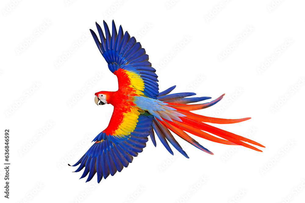 Fototapeta premium Colorful flying parrot isolated on transparent background png file