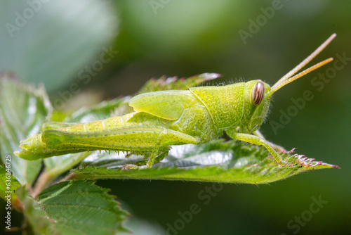 grasshopper on a leaf