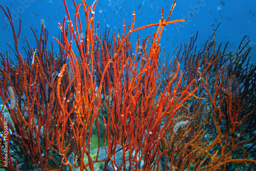 Red whip coral reef, group of marine biology ecosytem with colorful sea fish swim around with deep dive underwater landscape background