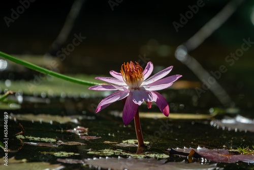 purple flowe