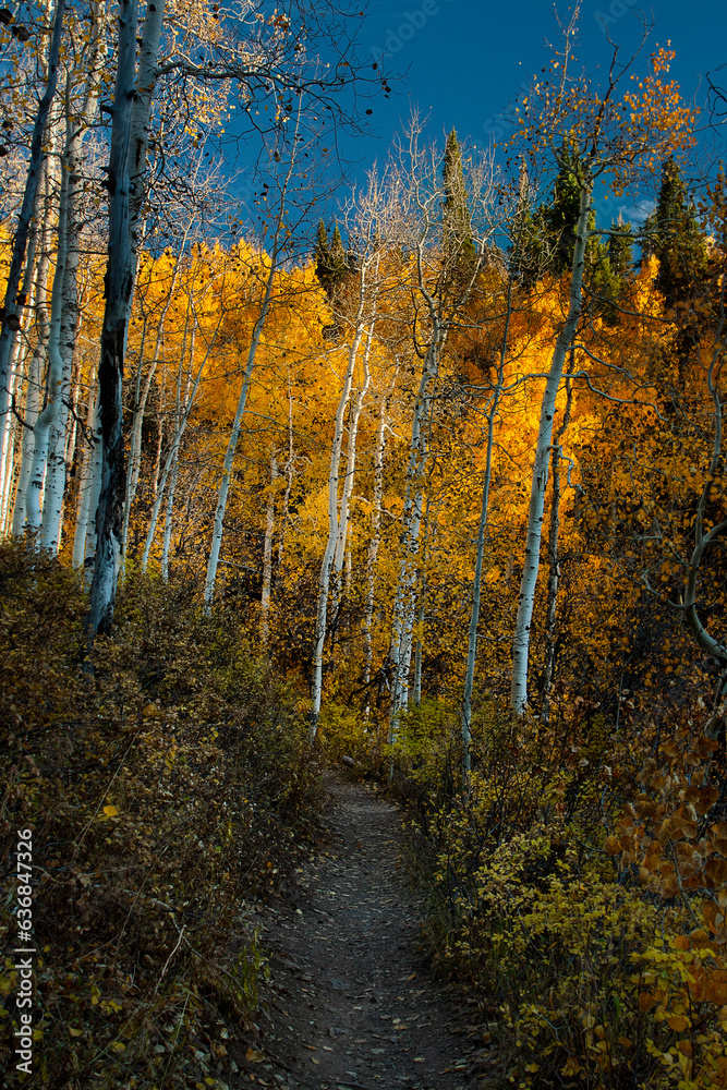 Fototapeta premium Golden Glades