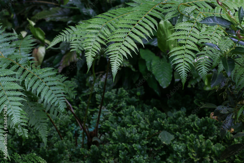 fern leaves fern leaves