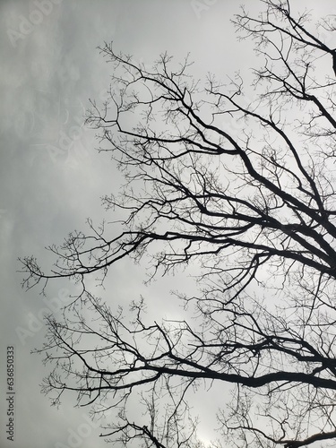 silhouette of a tree