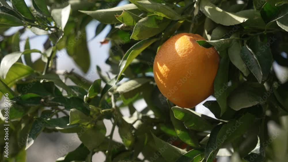 Orange in Soller, Mallorca, Spain Orange in Soller, Mallorca, Spain