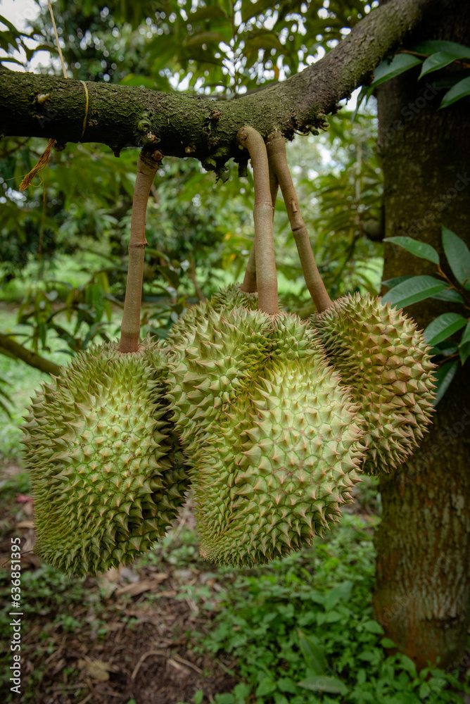 Big durian in nature garden. Big durian in nature garden.