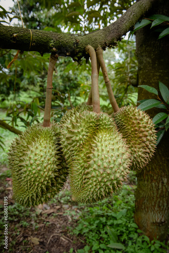Big durian in nature garden. © Supat