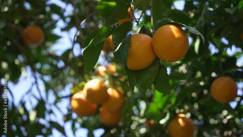Orange in Soller, Mallorca, Spain Orange in Soller, Mallorca, Spain