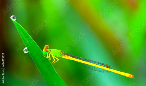 This is very beautiful Insect Photography.