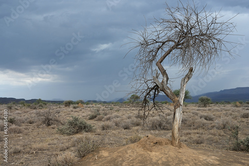 African landscape with a lonely dry tree