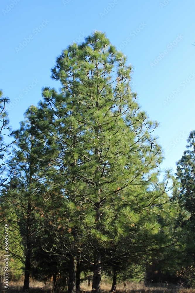 Beautiful young pine. USA. Beautiful young pine. USA.