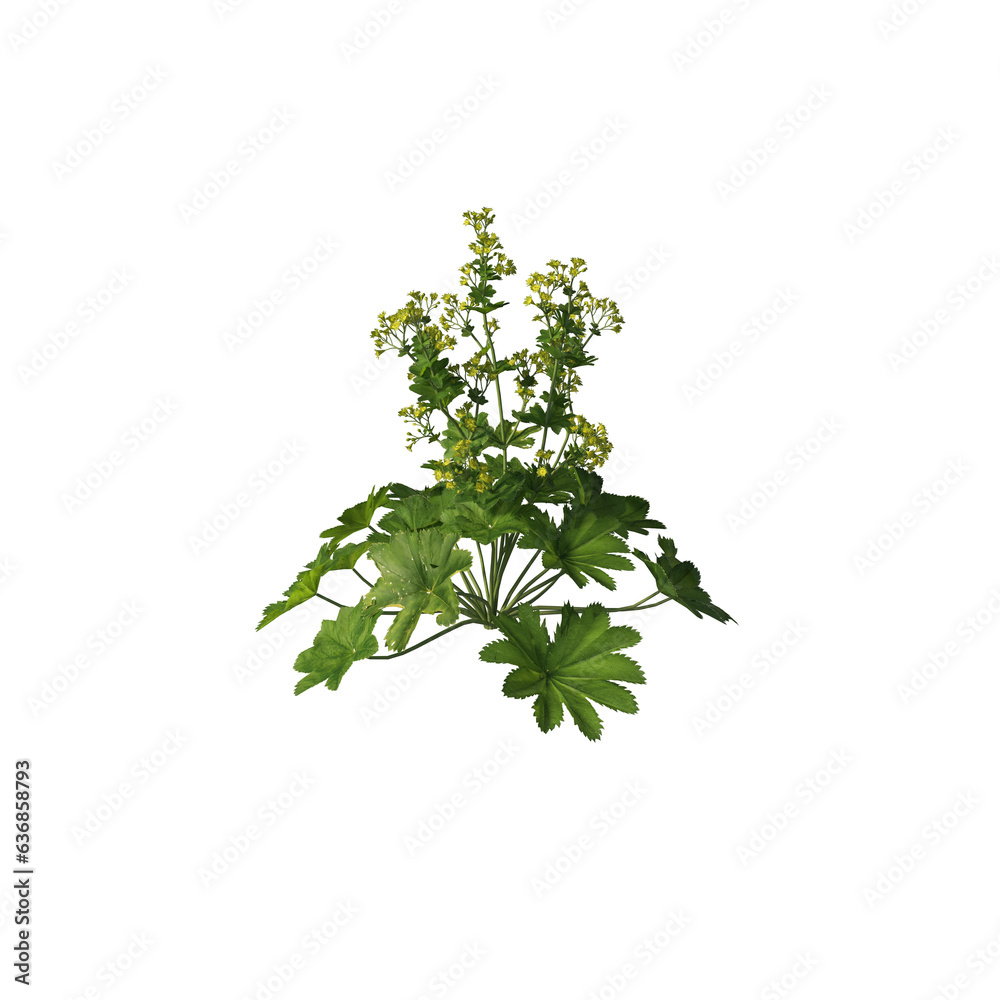 Fototapeta premium Alchemilla vulgaris, Lady's mantle, wildflowers, light for daylight, easy to use, 3d render, isolated