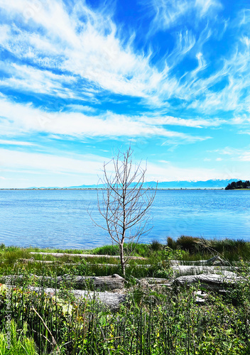 Lonely tree on a Parksville beach  waiting for some magic