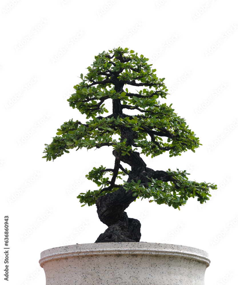 Fototapeta premium isolated bonsai tree on white background