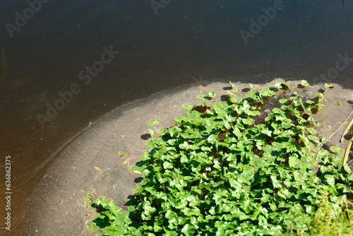 Water weeds in polluted water photo