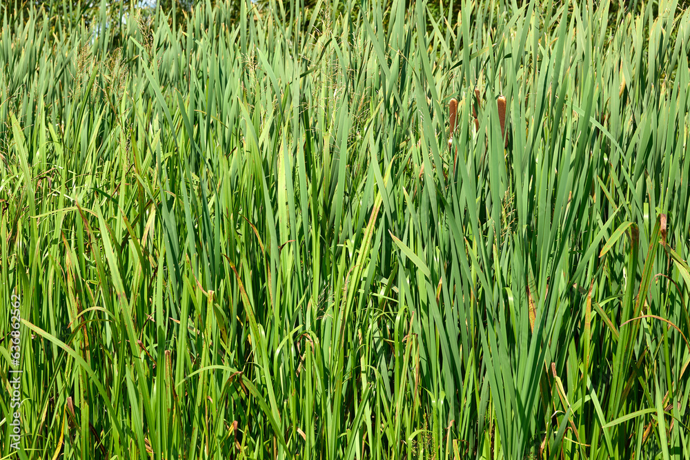 Dense patch of Bull Rush reeds Dense patch of Bull Rush reeds