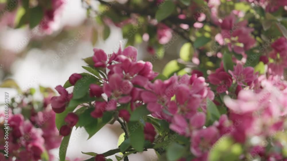 Slow motion handheld shot of spring magenta apple flowers closeup shot Slow motion handheld shot of spring magenta apple flowers closeup shot