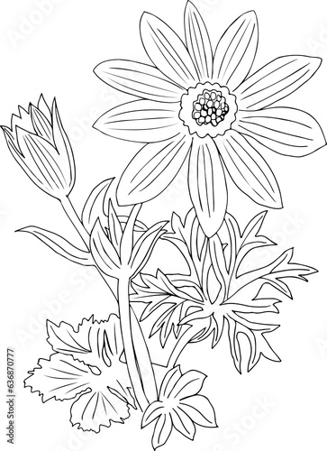 Floral line Drawing Botanical Illustration 