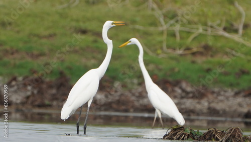 Tiruchirapalli,Tamilnadu, india- 7 august 2023 two White Crane Bird on the lake waiting for fish
 photo