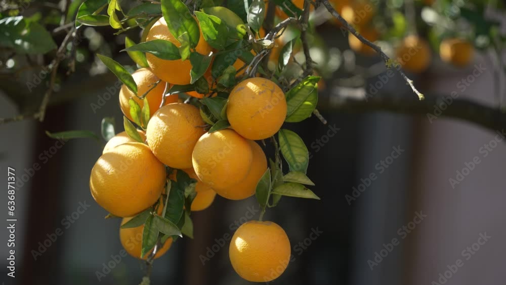 Orange in Soller, Mallorca, Spain