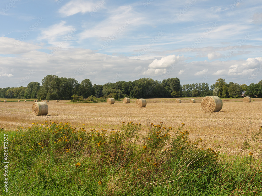 Fototapeta premium Spätsommer im Münsterland