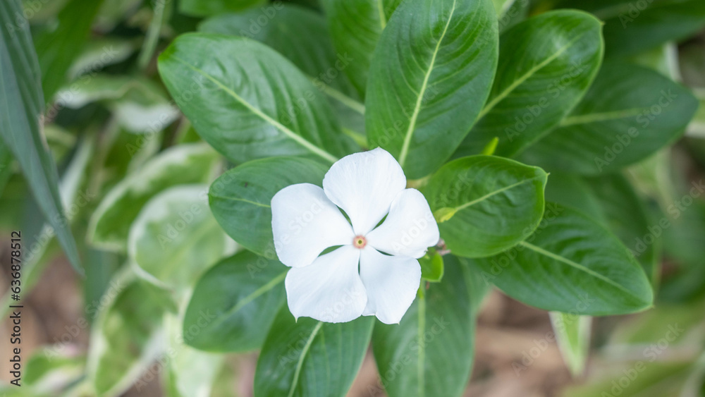 flower flower