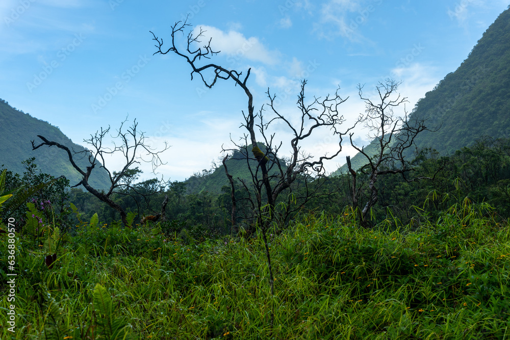 Obraz premium Tahiti, Tree and tropical Plants in Vaihiria Valley