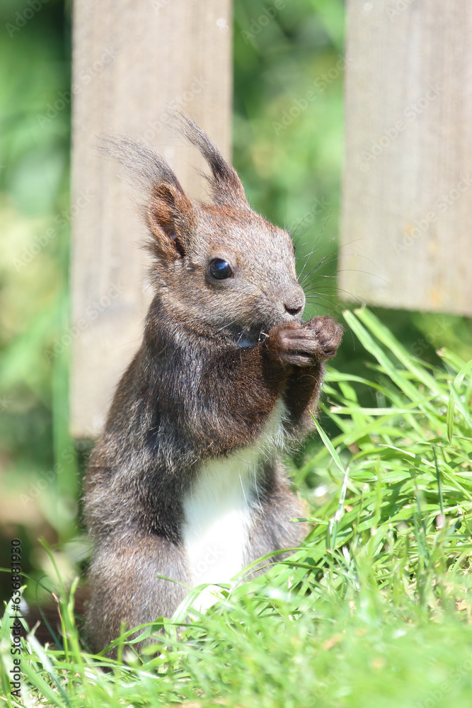 Eurasisches Eichhörnchen / Eurasian red squirrel / Sciurus vulgaris Eurasisches Eichhörnchen / Eurasian red squirrel / Sciurus vulgaris