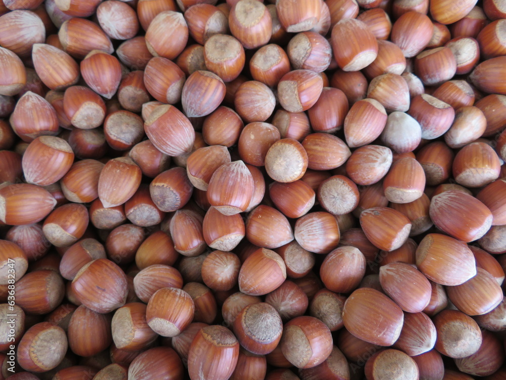 hazelnuts nut round tasty natural hard food shell hazelnuts nut round tasty natural hard food shell