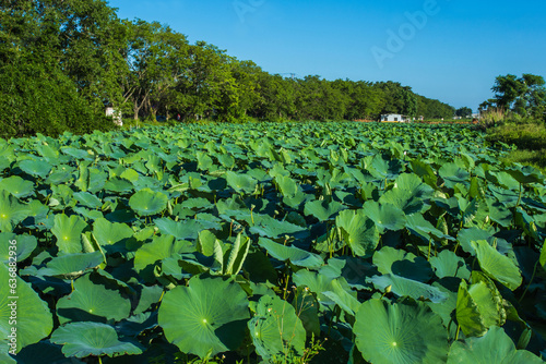 The bright green lotus leaves in the lotus pond 