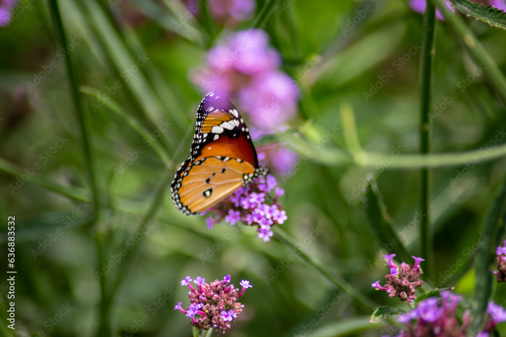 Close up photo of butterfly and blurred background. Close up photo of butterfly and blurred background.