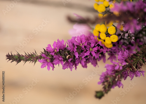 Flora of Finland -bright flowering spikes of Lythrum salicaria, purple loosestrife, as a part of a summer bouquete photo