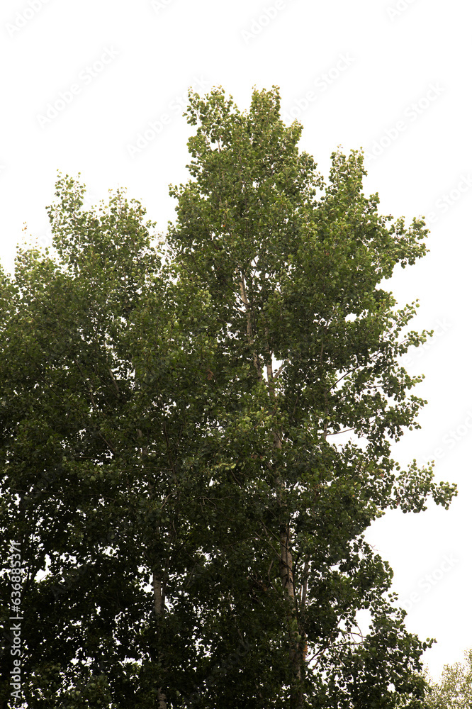 Fototapeta premium Flora of Finland - Populus tremula, common aspen, isolated on white backgtound