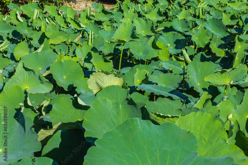 The bright green lotus leaves in the lotus pond
The bright green lotus leaves in the lotus pond