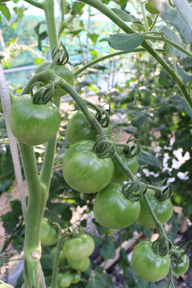 ビニールハウスでのミニトマト栽培