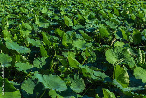 The bright green lotus leaves in the lotus pond
