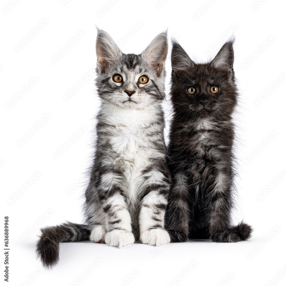 Expressive black smoke  and silver cat kittens, sitting beside each other. Looking straight towards camera. Isolated on a white background.