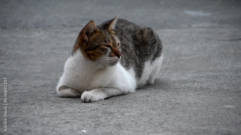 Cat resting on its belly on the ground with eyes close then opening them Cat resting on its belly on the ground with eyes close then opening them