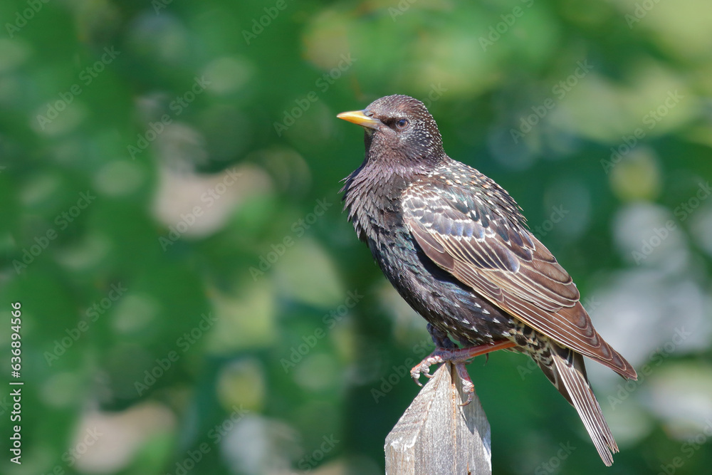 Gemeiner Star / Common starling / Sturnus vulgaris Gemeiner Star / Common starling / Sturnus vulgaris