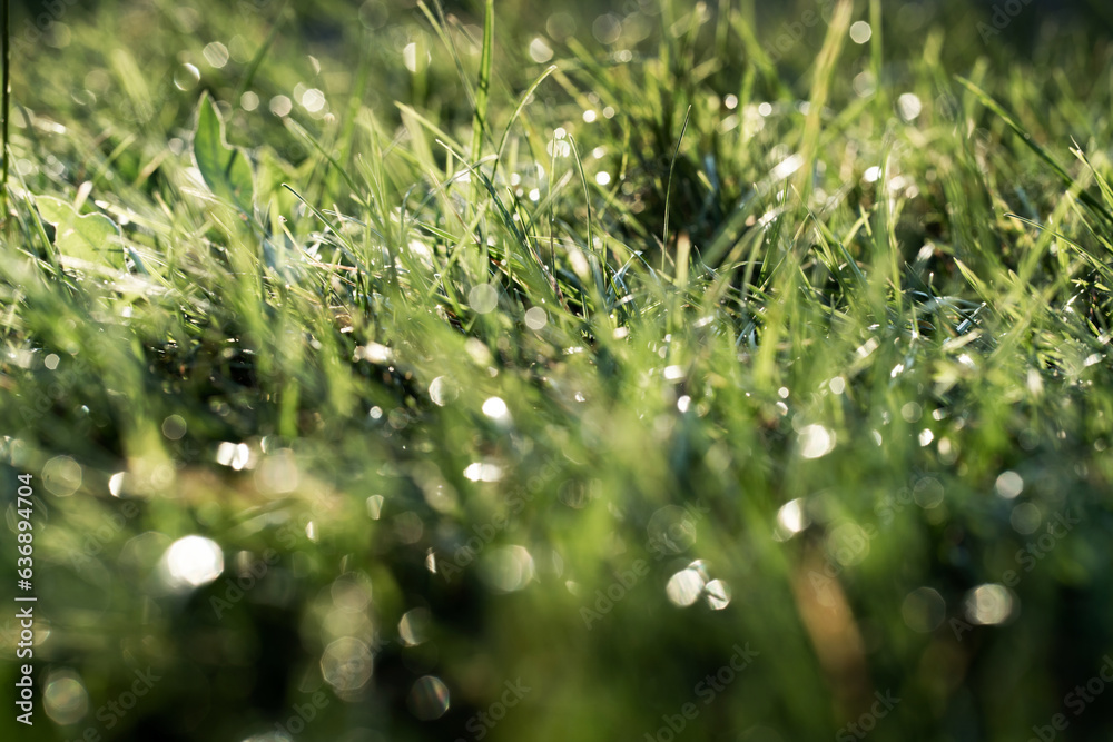 Beautiful fresh young leaves of a tropical flower in raindrops. Beautiful fresh natural background. Beautiful fresh young leaves of a tropical flower in raindrops. Beautiful fresh natural background.