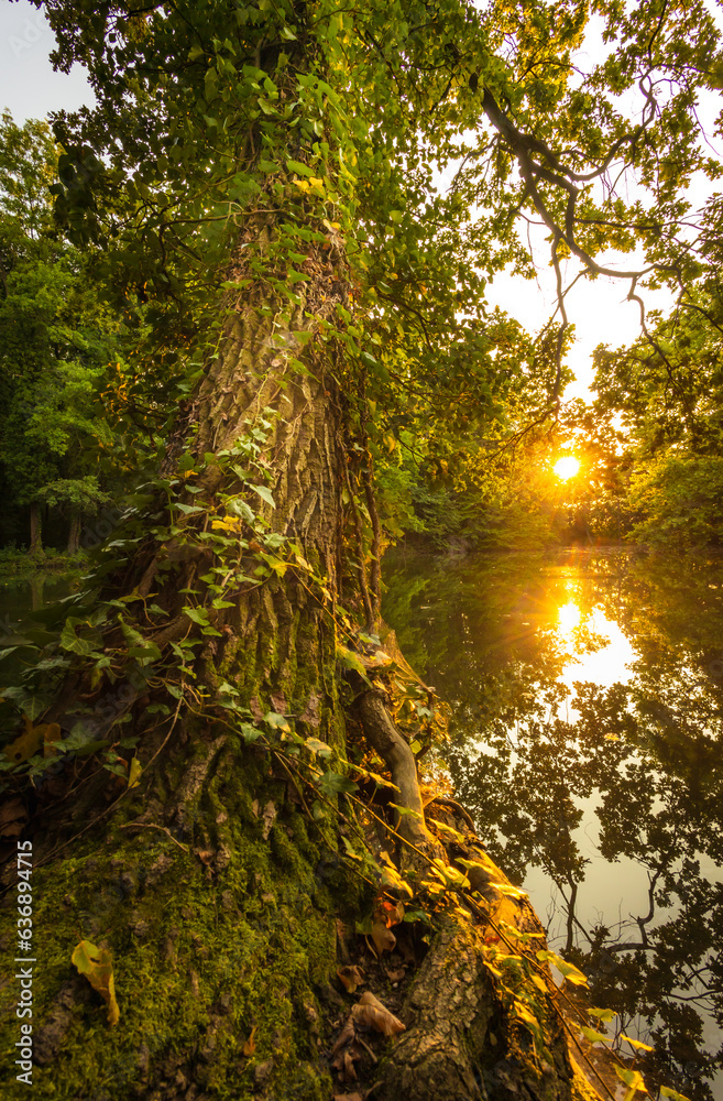 Sonnenuntergang am Teich im Schlosspark Pottendorf in Niederösterreich