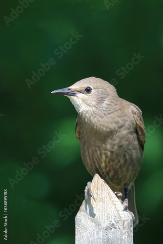 Gemeiner Star / Common starling / Sturnus vulgaris.