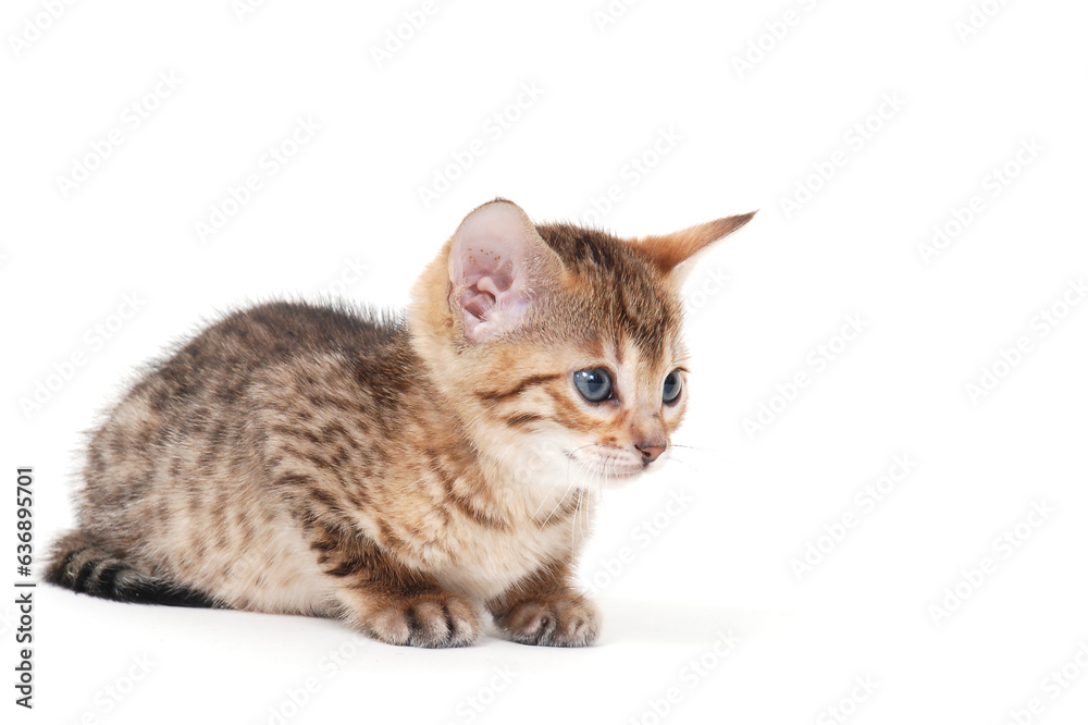 a small fluffy kitten on a white isolated background a small fluffy kitten on a white isolated background