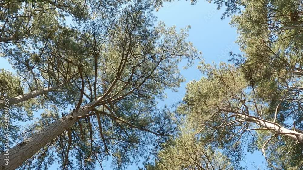 Pine trees in coniferous forest, movement and bottom-up view of crown of trees and sky
Pine trees in coniferous forest, movement and bottom-up view of crown of trees and sky