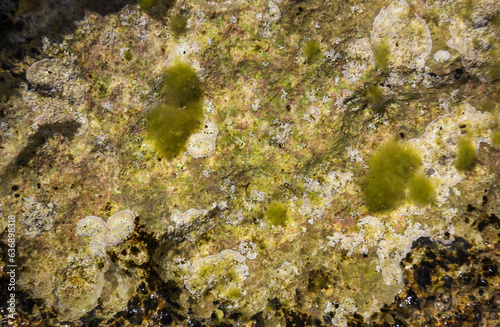 Stone with algae in salt water