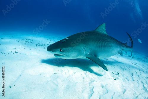 Big, Pregnant Tiger Shark Swimming over Sand Bottom. Tiger Beach, Bahamas © Daniel Lamborn