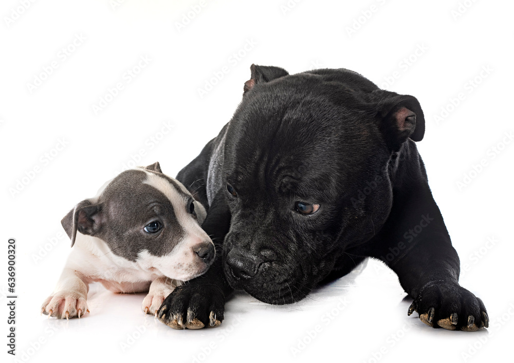 puppy and adult staffordshire bull terrier puppy and adult staffordshire bull terrier
