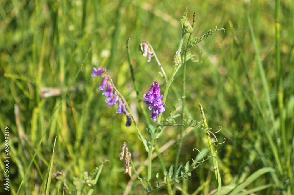 Closeup of hairy vetch with selective focus on foreground Closeup of hairy vetch with selective focus on foreground