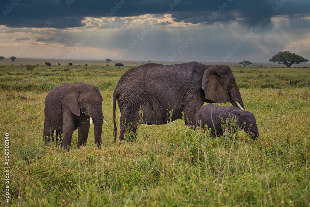 Elefanten in Serengeti. Safari.